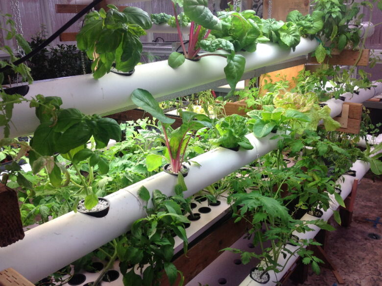 Home Hydroponic System Trends: Innovations in Indoor Gardening