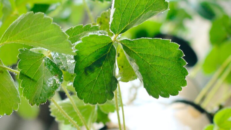 DIY Hydroponic Nutrient Solutions: Creating a Balanced Formula