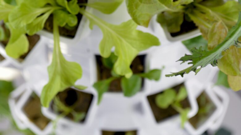 Solving Common Problems with Hydroponic Nutrient Solutions: Tips and Troubleshooting