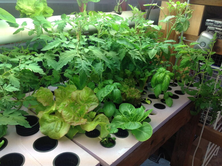 Maximizing Yield in Indoor Hydroponics: Best Practices for Gardeners