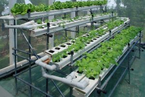 Harvest at Home: Dive into the World of Hydroponic Systems