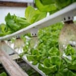 Thriving Inside: Ignite Growth with Home Hydroponics