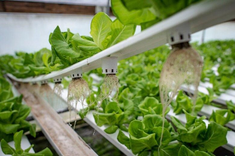 Thriving Inside: Ignite Growth with Home Hydroponics