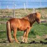 Hydro Homestead: Crafting Green Havens at Home